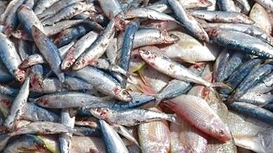 إتلاف كمية أسماك غير صالحة للاستهلاك في لحج